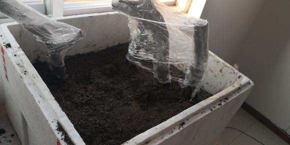 为什么老鸦柿下山桩生桩 不干不浇水