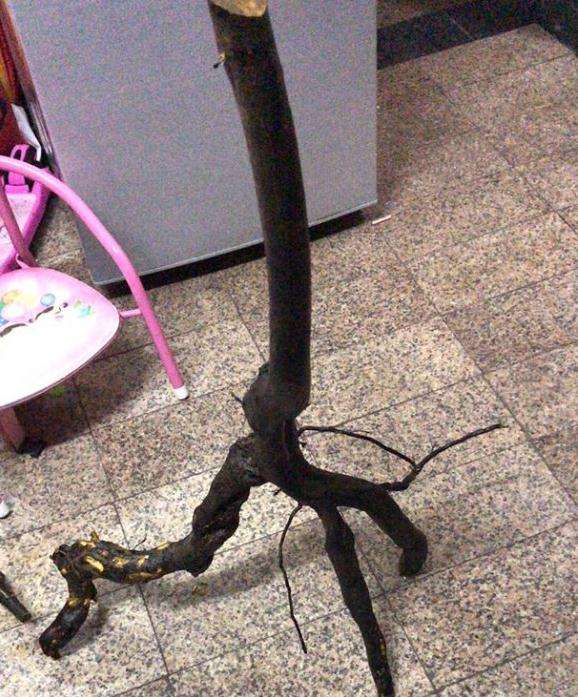 老鸦柿下山桩要泡水多久