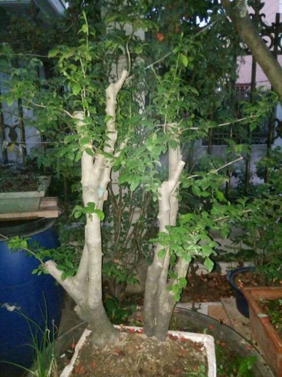 入盆2年熟桩老鸦柿下山桩
