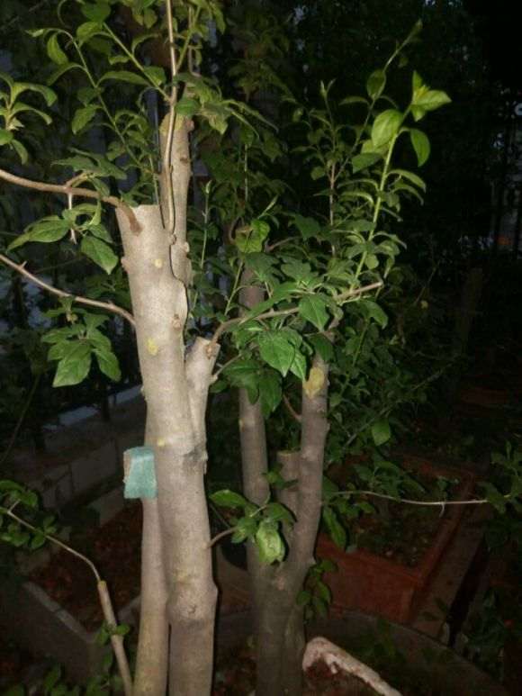 老鸦柿下山桩生桩零下几度