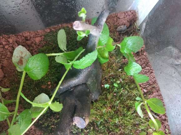 老鸦柿下山桩 几月份发芽 15度左右