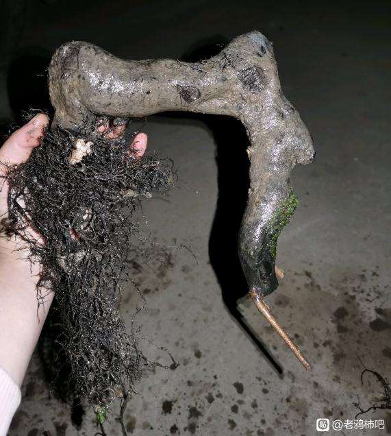 为什么把老鸦柿下山桩根养的这么好