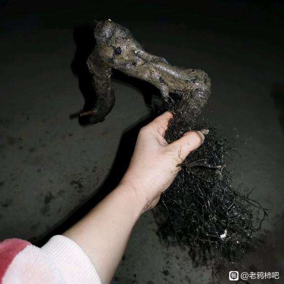 为什么把老鸦柿下山桩根养的这么好