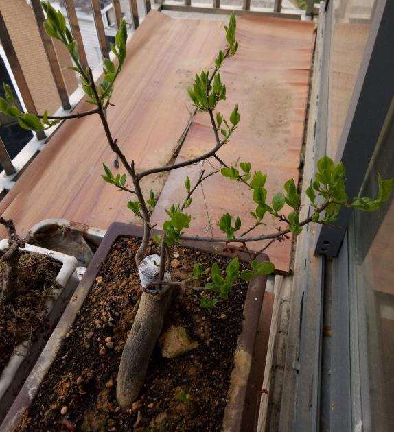 老鸦柿下山桩生桩种2年了 没开过花