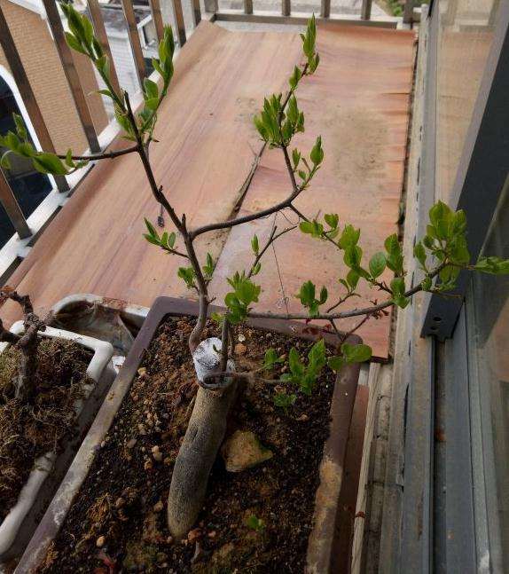 老鸦柿下山桩生桩种2年了 没开过花