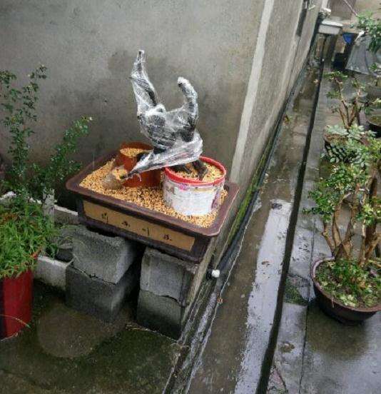 秋季10月上盆的老鸦柿下山桩 可以吗