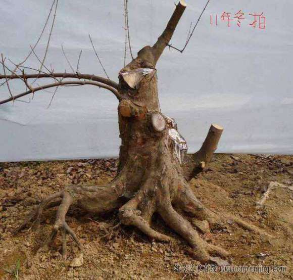 老鸦柿下山桩怎么养护