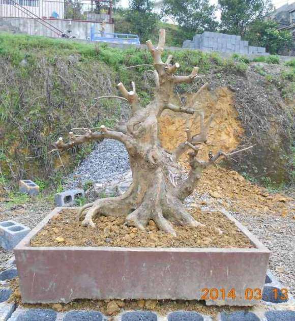 老鸦柿下山桩怎么养护