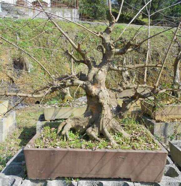 老鸦柿下山桩怎么养护