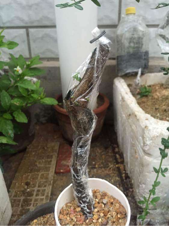 老鸦柿下山桩发霉了 重新清理种下