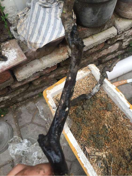 老鸦柿下山桩发霉了 重新清理种下