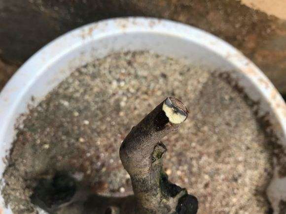 老鸦柿下山桩怎么用红霉素软膏