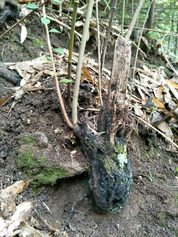 野生的老鸦柿下山桩怎么死这么多