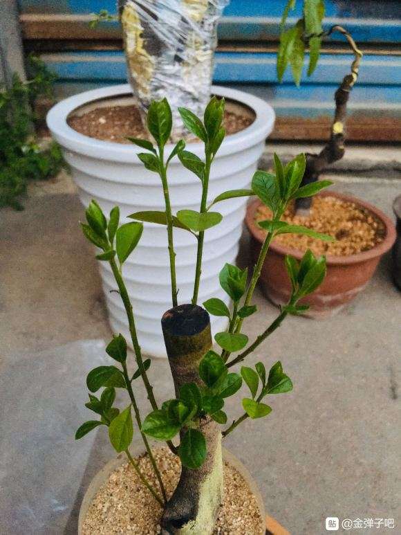 老鸦柿下山桩的3种玩法 怎么用 图片