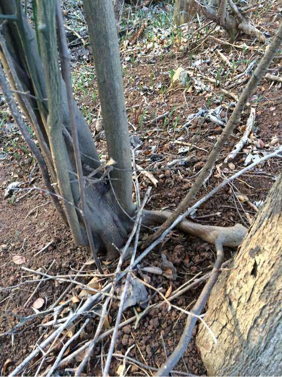 马鞍山市境内有老鸦柿下山桩吗