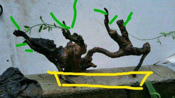 为什么金弹子下山桩比老鸦柿火爆