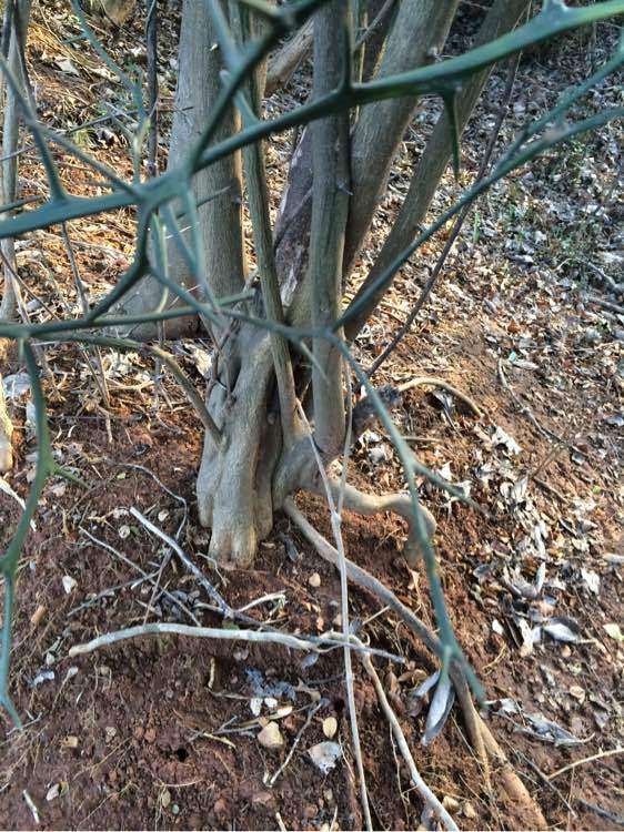 为什么金弹子下山桩比老鸦柿火爆