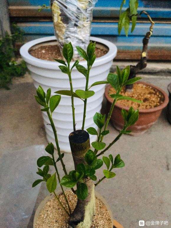 为什么金弹子下山桩比老鸦柿火爆