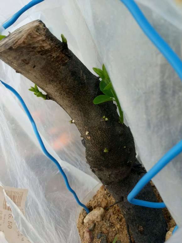 老鸦柿下山桩 现在秋天来芽了