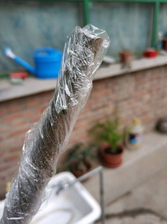 老鸦柿下山桩生桩 来芽了 图片
