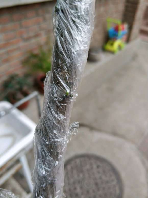 老鸦柿下山桩生桩 来芽了 图片