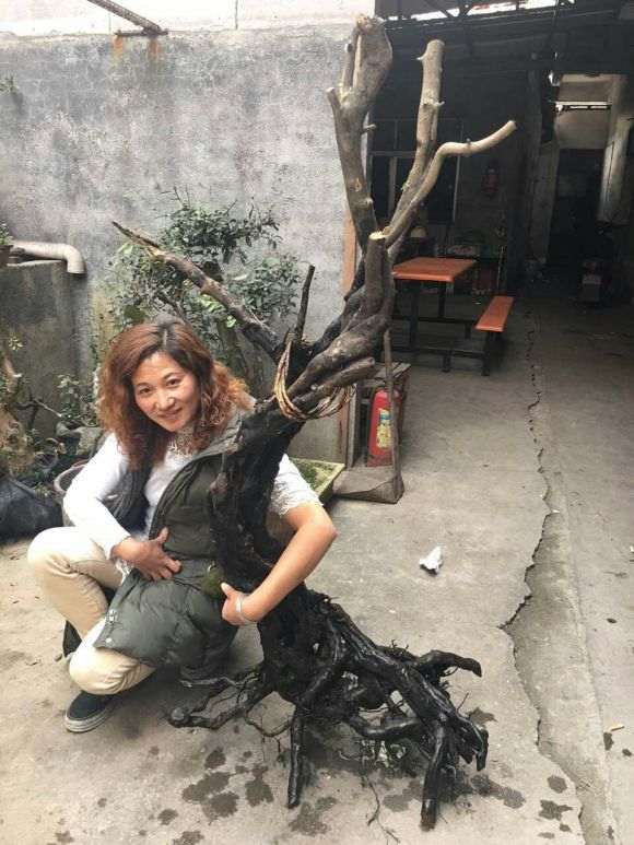 这个超大老鸦柿下山桩