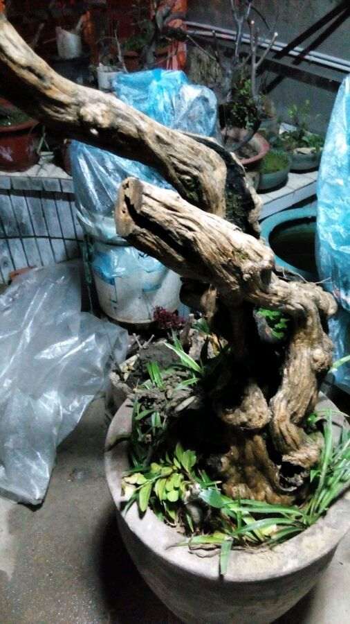 去年年底的老鸦柿下山桩都发芽了