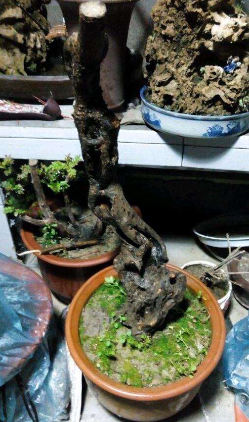 去年年底的老鸦柿下山桩都发芽了