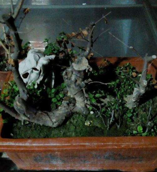 老鸦柿下山桩怎么套袋的问题