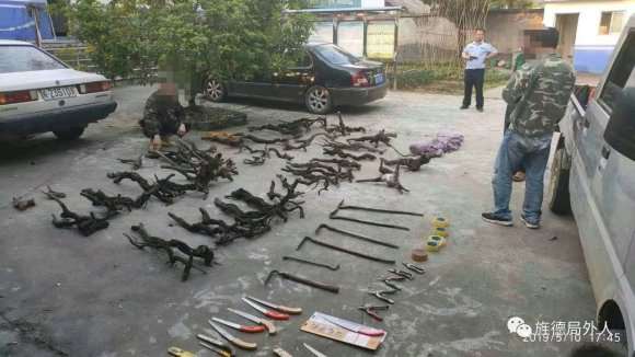 森林民警打掉挖老鸦柿下山桩的违法团伙