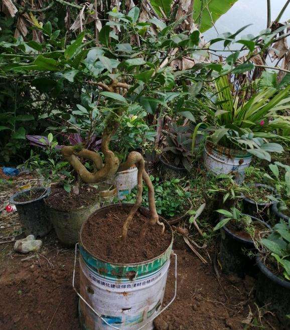 小叶柠檬下山桩种了4年多 怎么样 图片