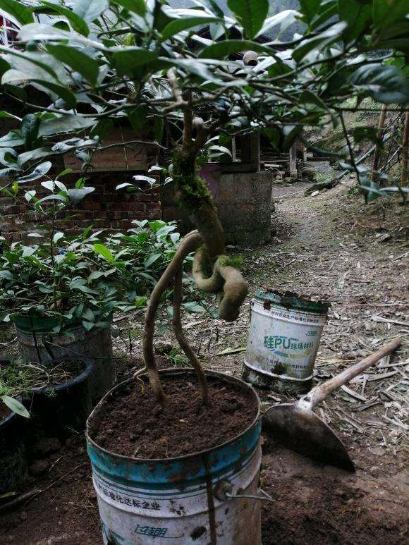 小叶柠檬下山桩种了4年多 怎么样 图片
