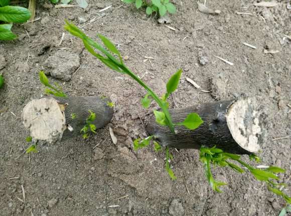怎么嫁接柠檬下山桩上这一颗橘子树上面