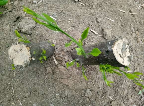 怎么嫁接柠檬下山桩上这一颗橘子树上面