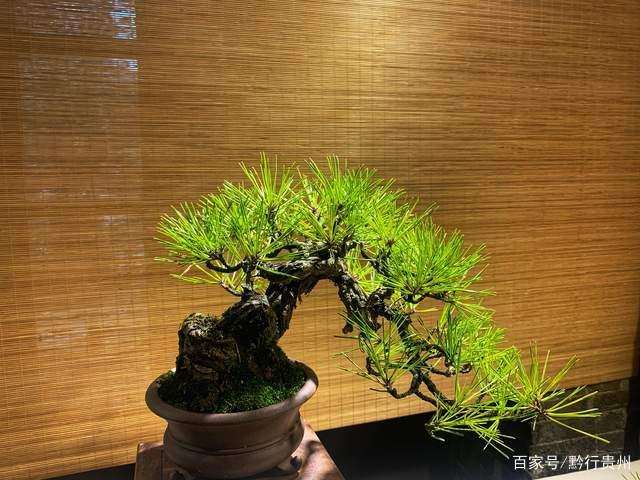 贵阳小品盆景精品展