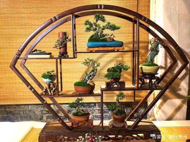 贵阳小品盆景精品展