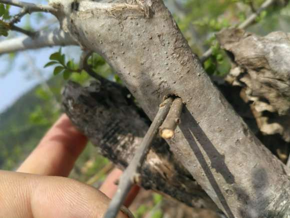 杂木下山桩怎么发芽的方法