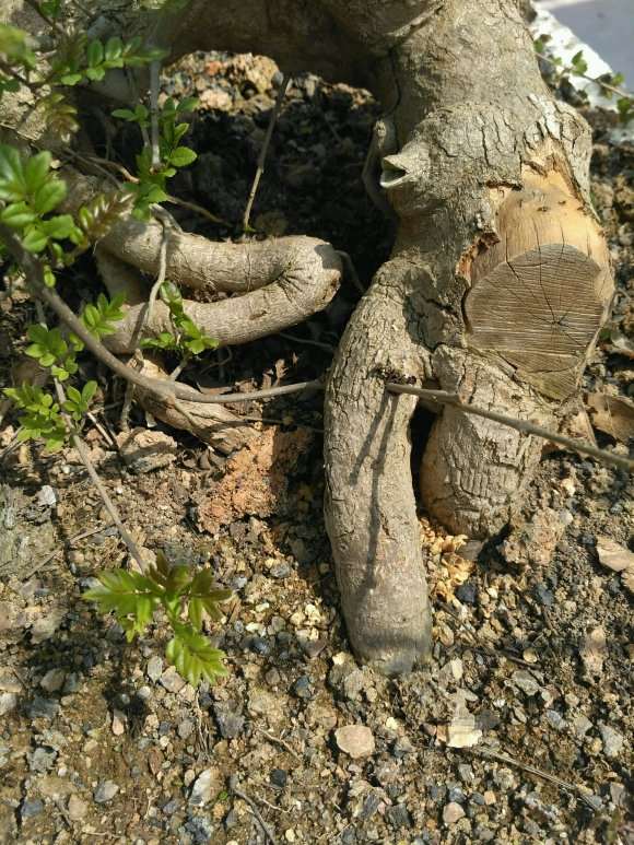 杂木下山桩怎么发芽的方法