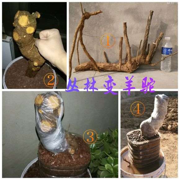 杂木类下山桩素材上盆前怎么审桩