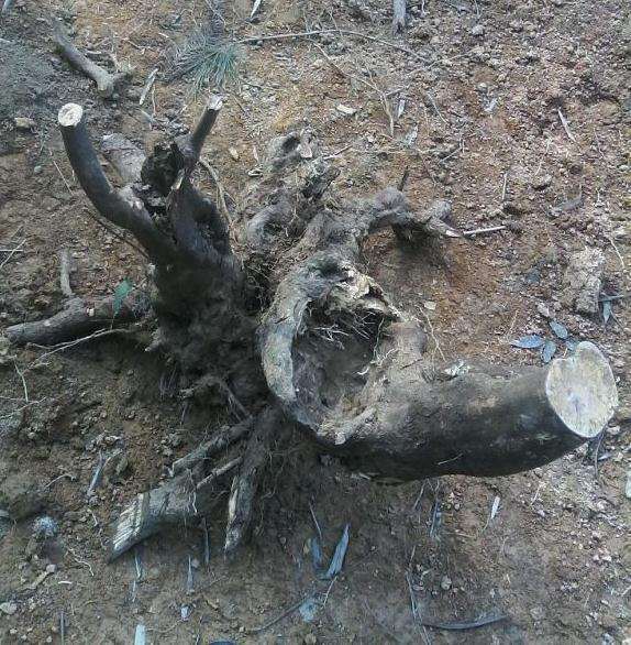 杂木类下山桩素材上盆前怎么审桩