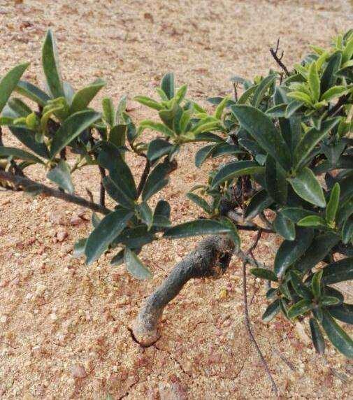 这是什么下山桩 好多人在挖