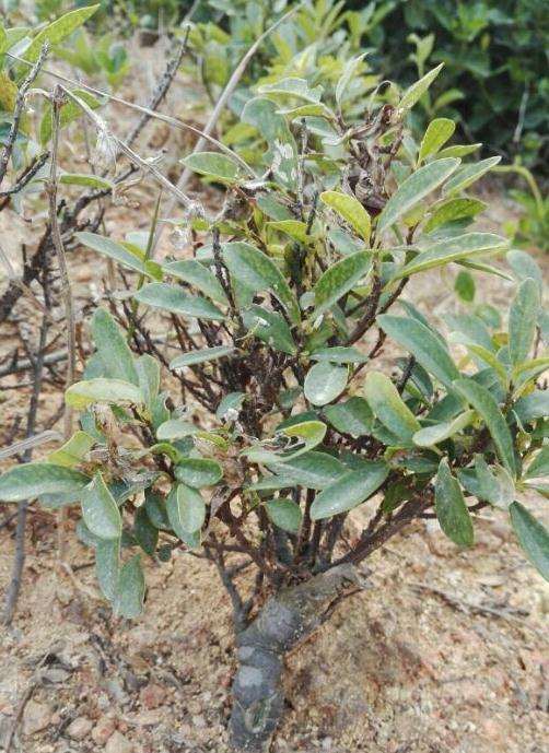 这是什么下山桩 好多人在挖