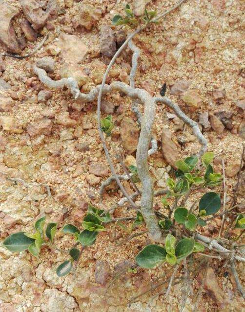 这是什么下山桩 好多人在挖