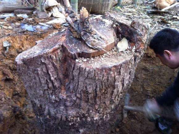 香樟下山桩移栽之后怎么造型