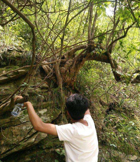 大型继木下山桩挖