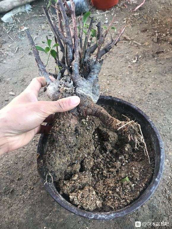 挖的酸藤子下山桩