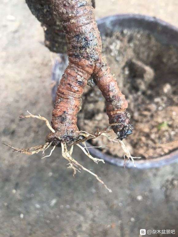 挖的酸藤子下山桩