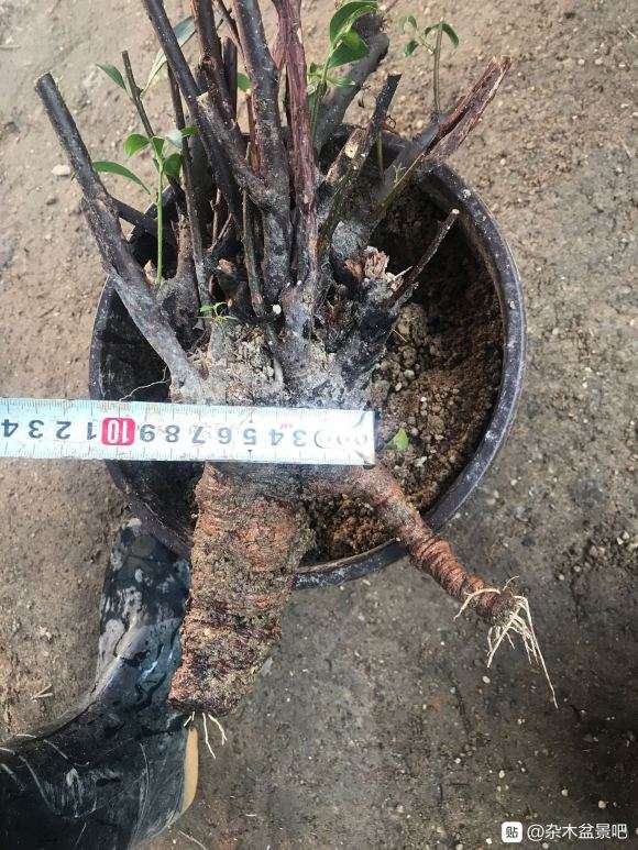 挖的酸藤子下山桩