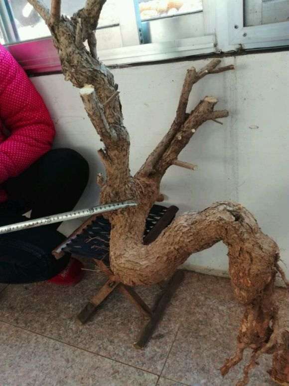 今天刚挖的南蛇藤母下山桩