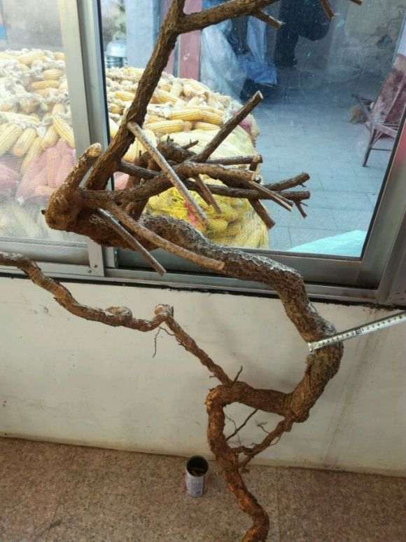 今天刚挖的南蛇藤母下山桩